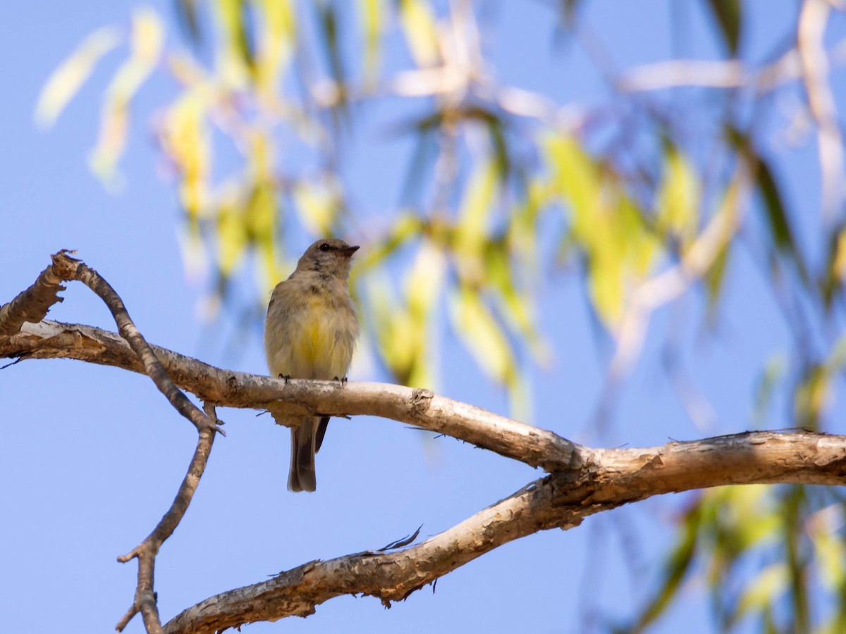 Lemon-bellied Flyrobin - ML612220609