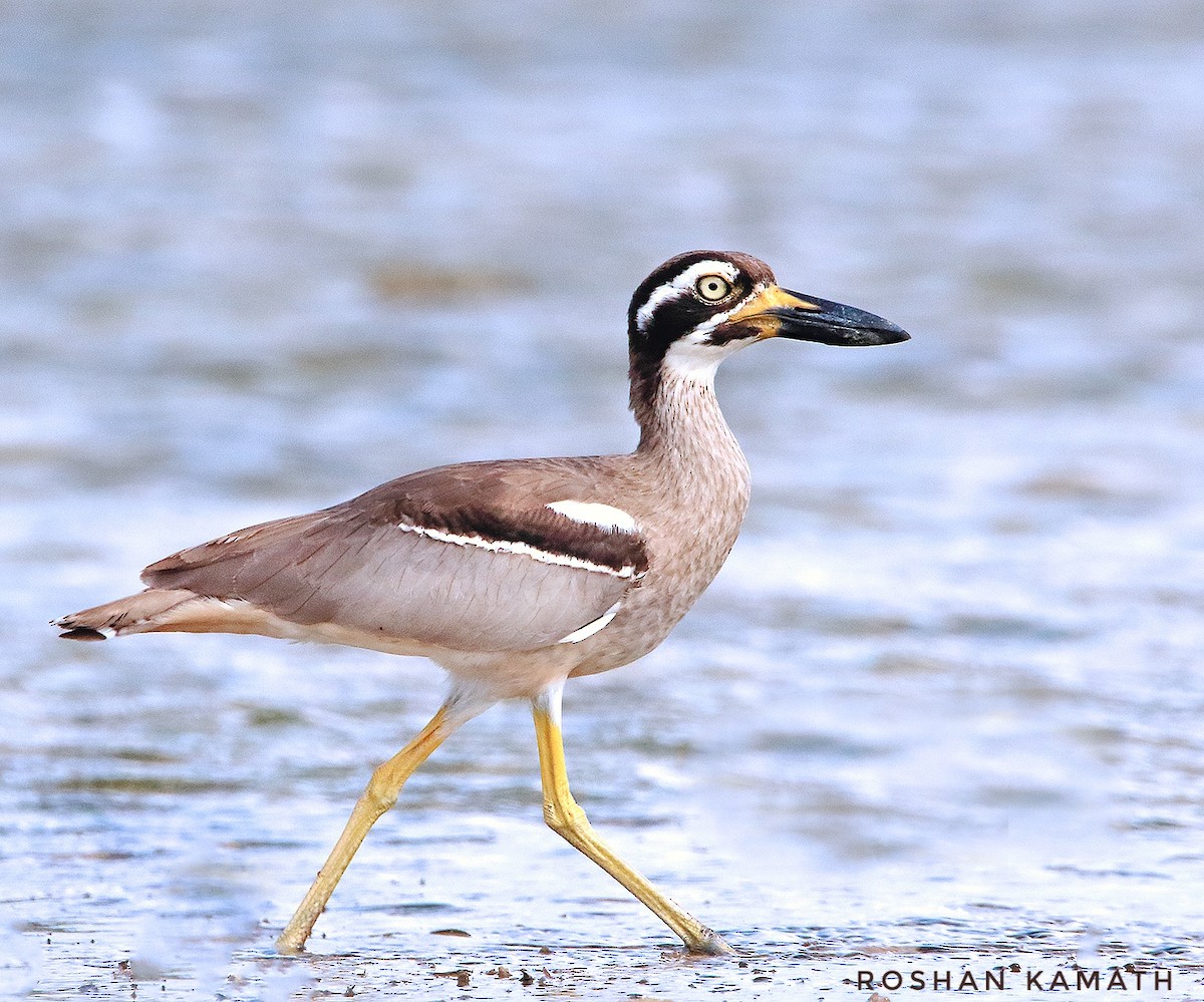 Beach Thick-knee - ML612220615