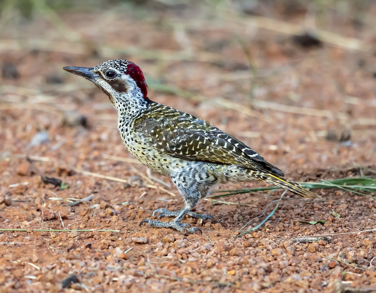 Bennett's Woodpecker - ML612220706