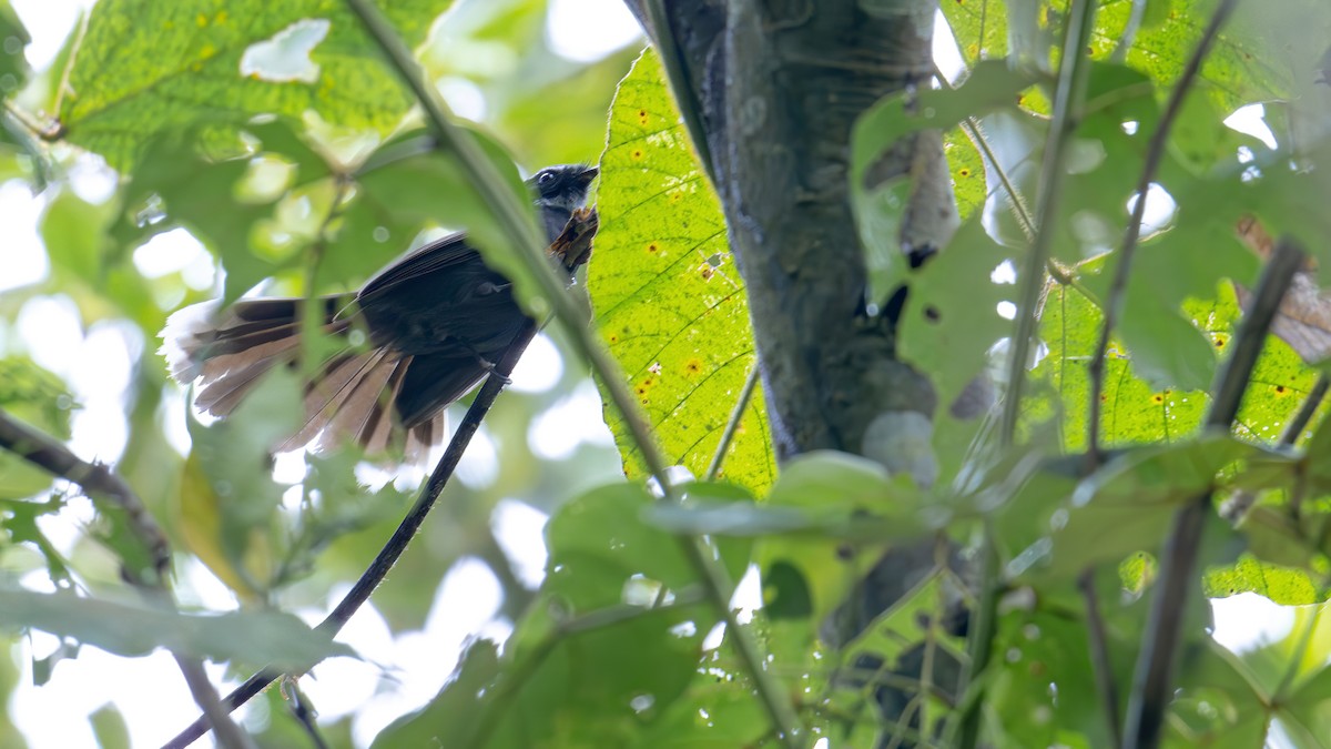 White-throated Fantail - ML612220746