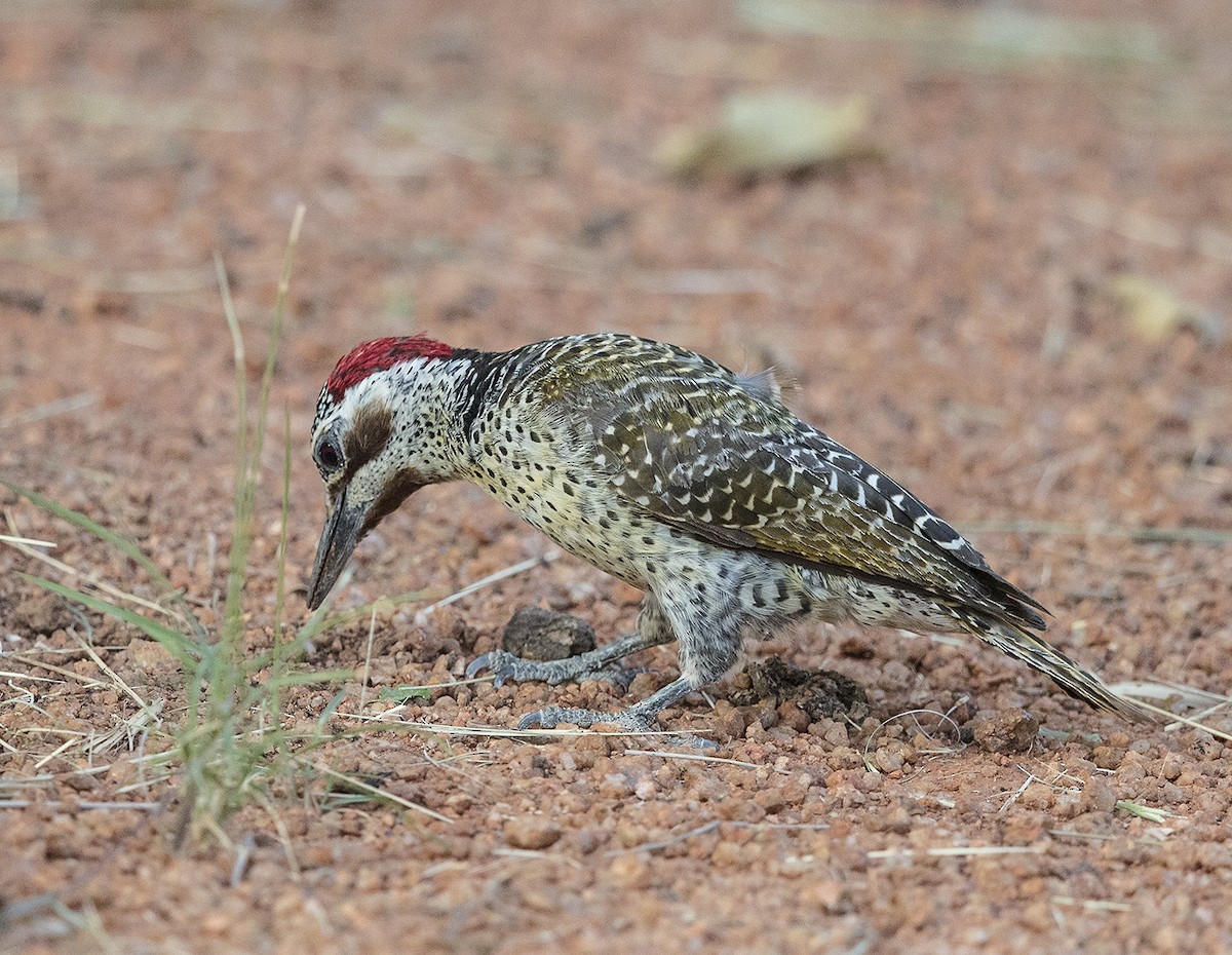 Bennett's Woodpecker - ML612220748