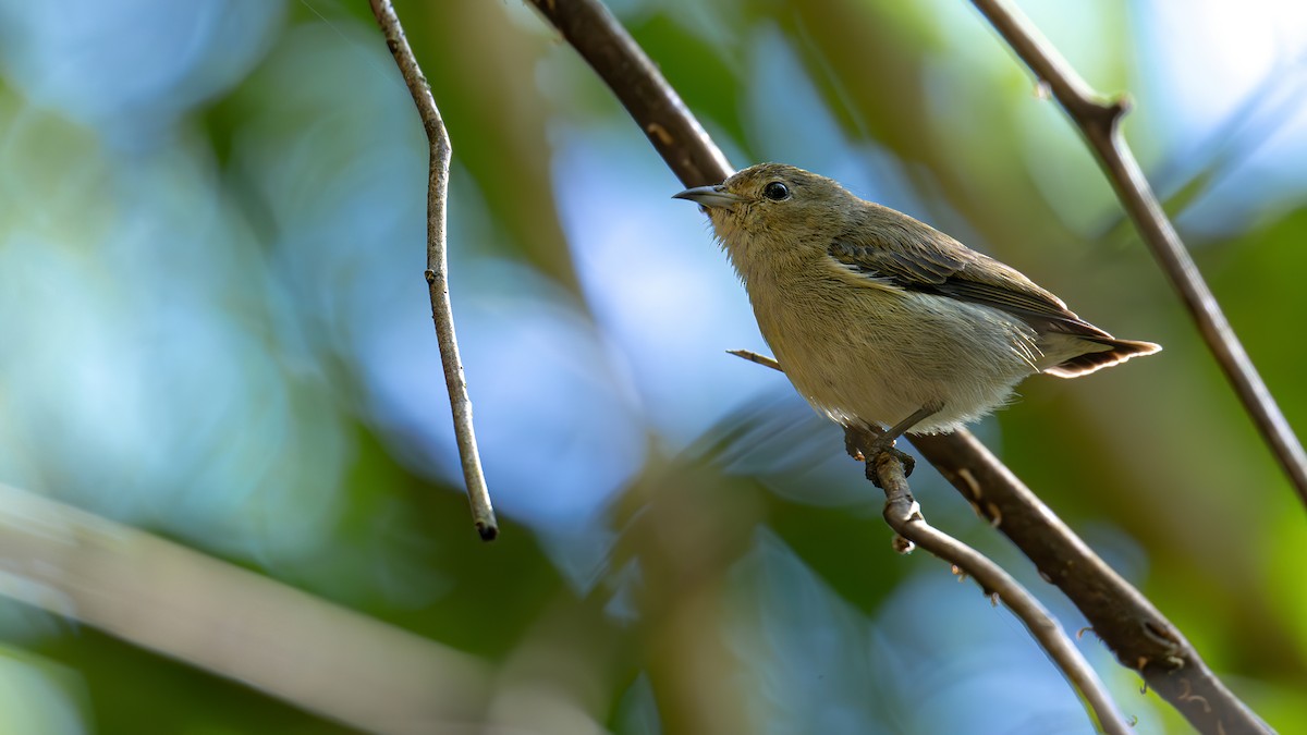 Plain Flowerpecker - ML612220800