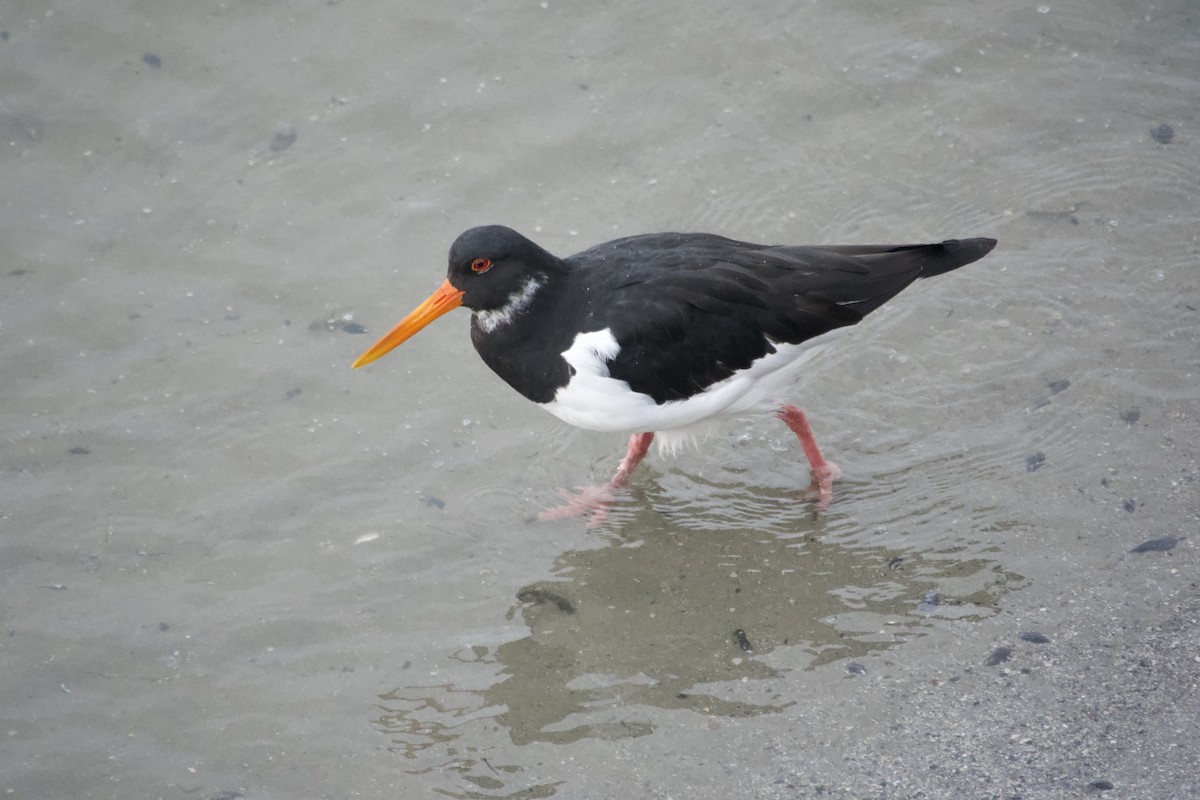 Eurasian Oystercatcher - Daniel Blok 🦤