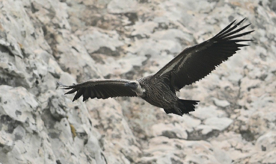 White-backed Vulture - Philippe Macquet
