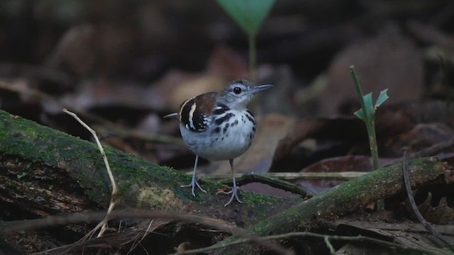 Banded Antbird - ML612220895