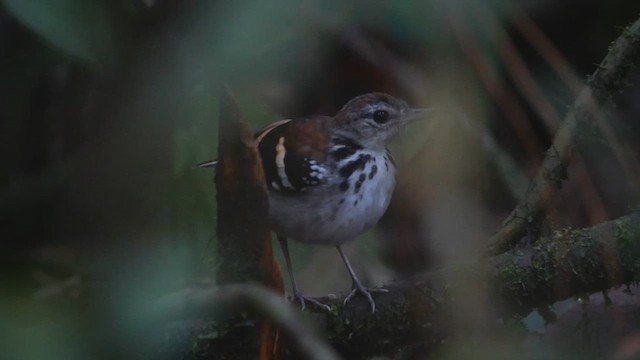 Banded Antbird - ML612220898