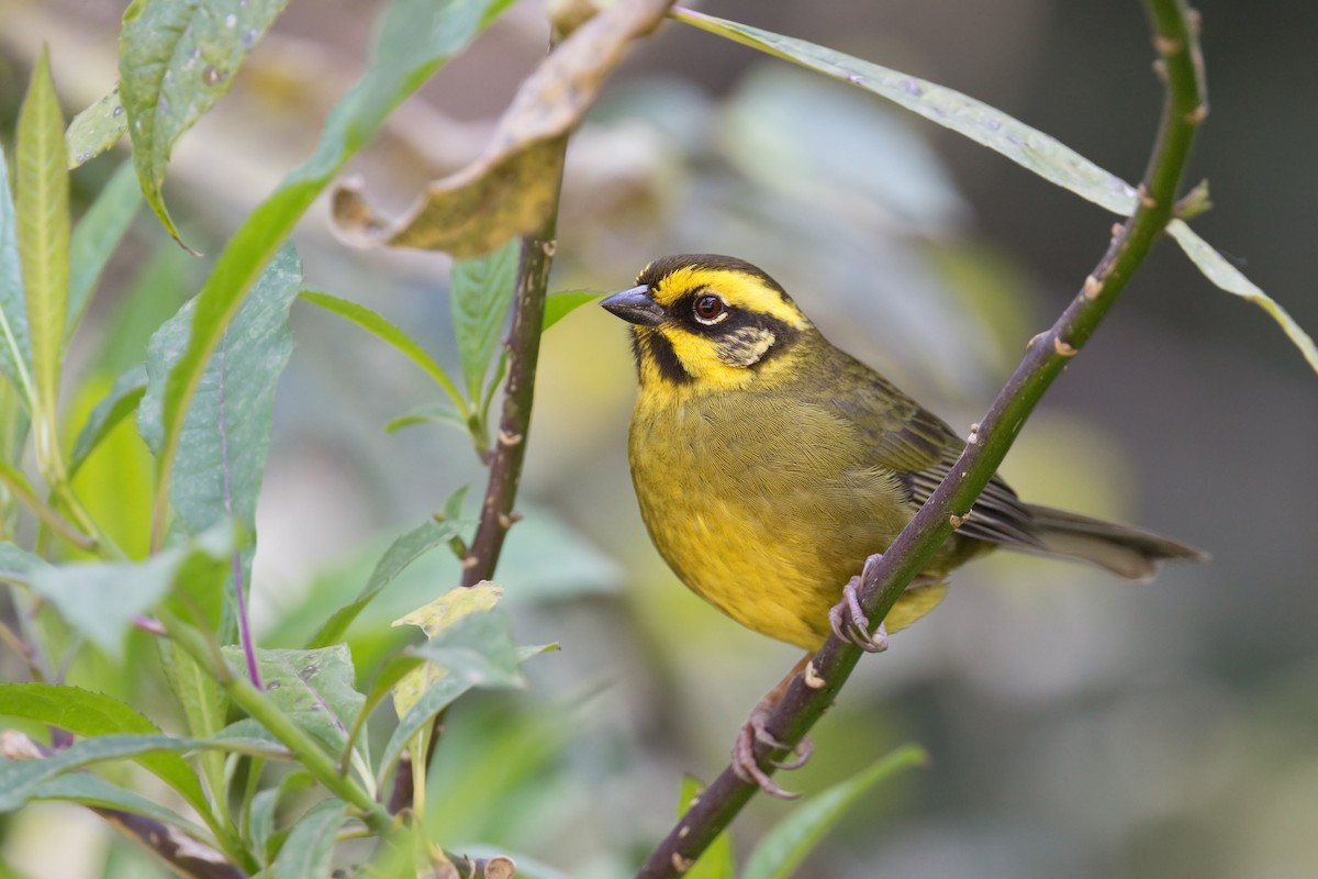 Yellow-striped Brushfinch - ML612220923