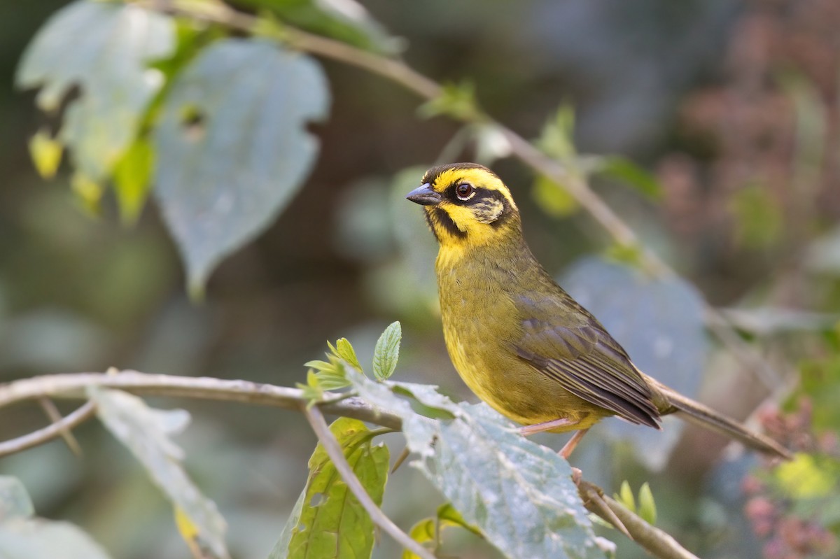 Yellow-striped Brushfinch - ML612220924