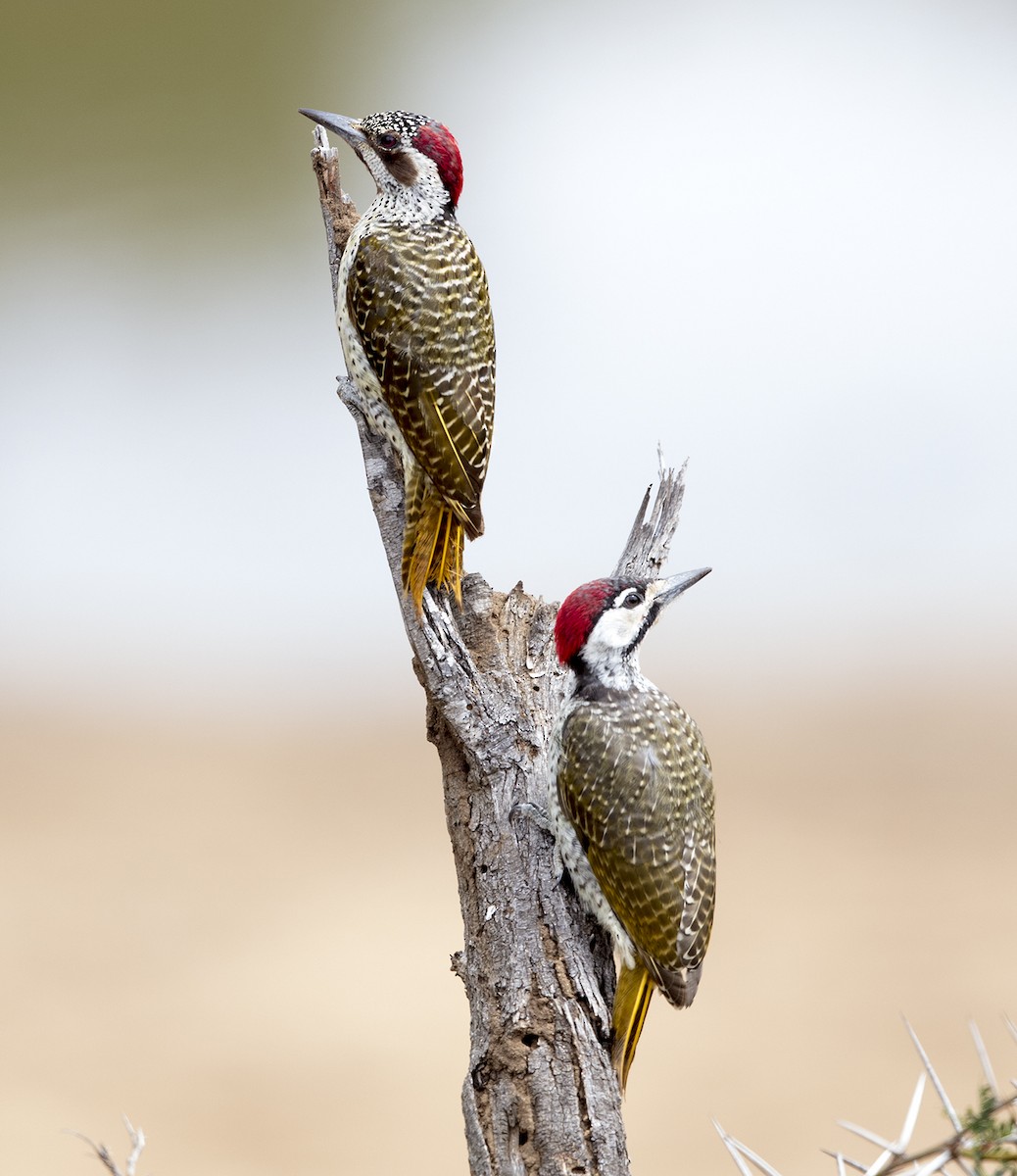 Bennett's Woodpecker - ML612220930