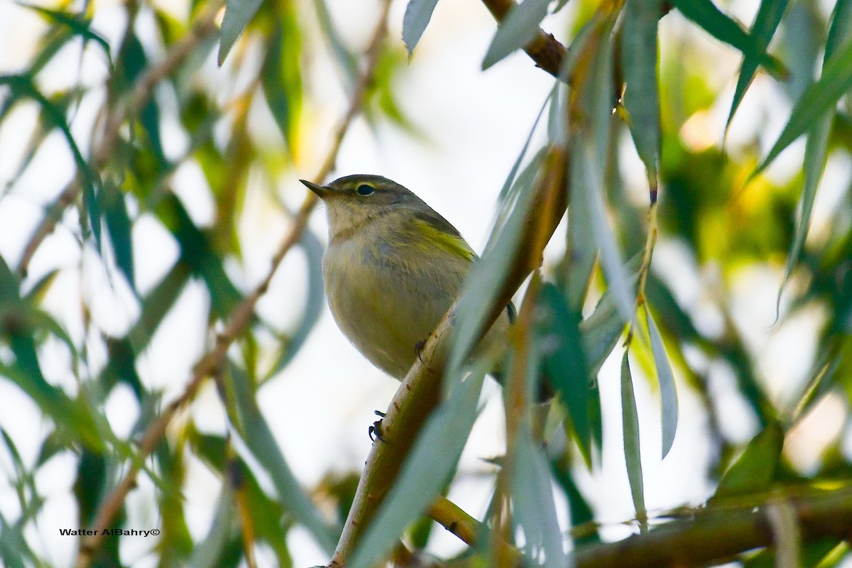 Common Chiffchaff - Watter AlBahry