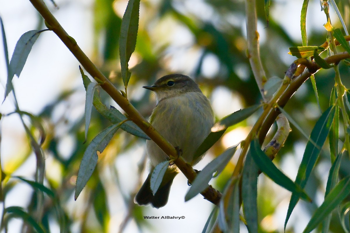 Common Chiffchaff - ML612220959