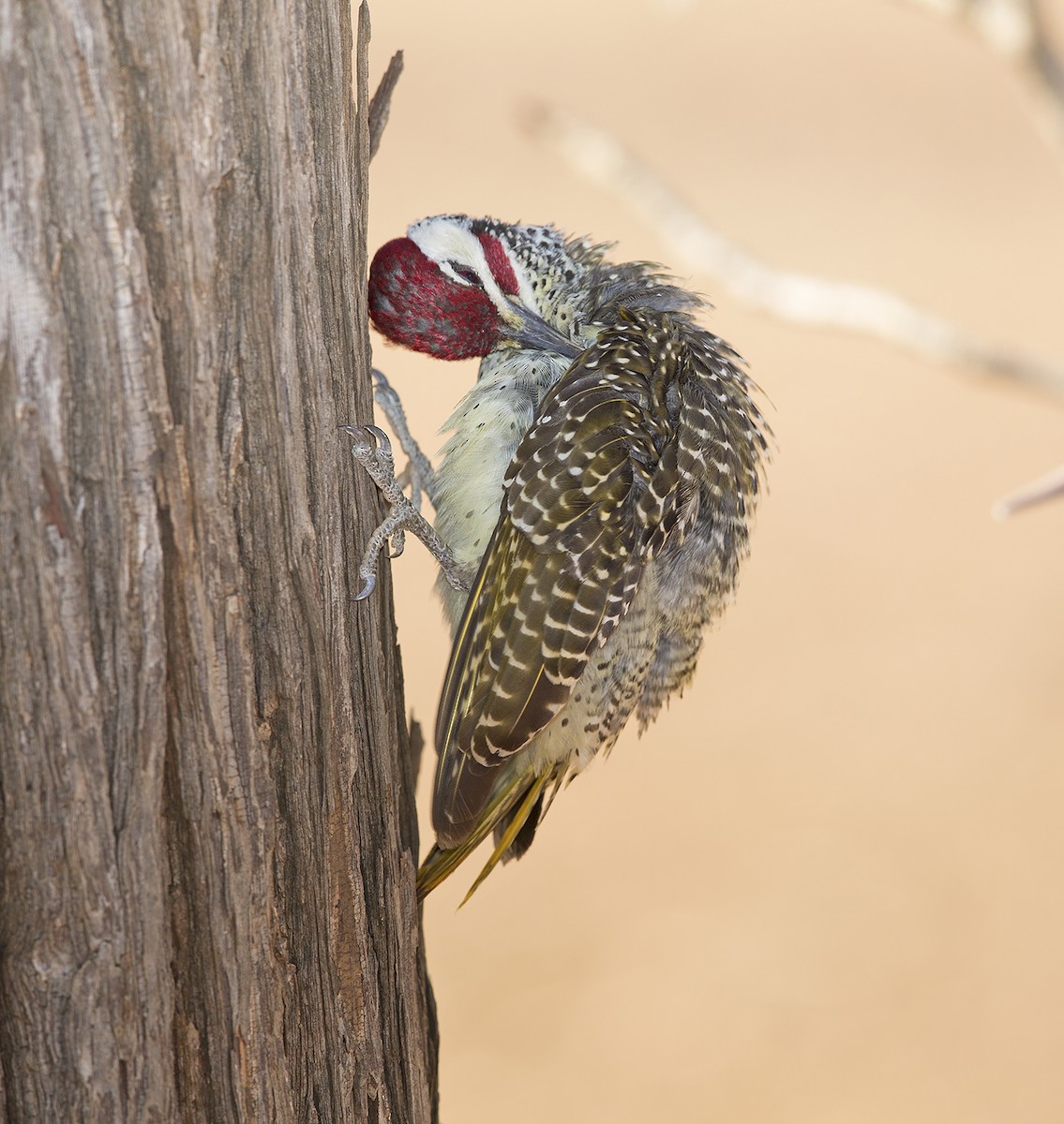 Bennett's Woodpecker - ML612220977