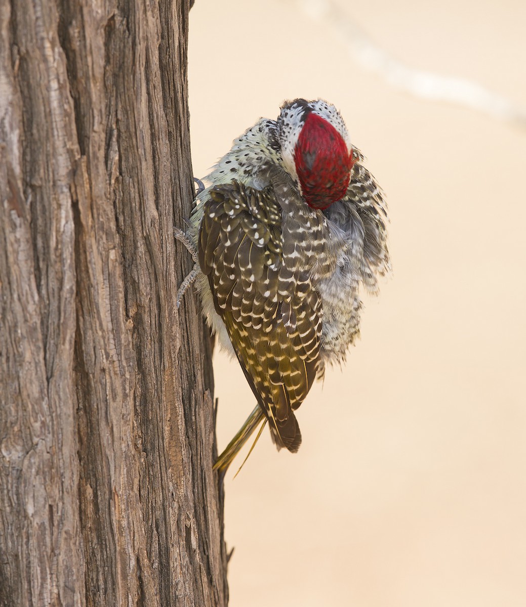 Bennett's Woodpecker - ML612220978