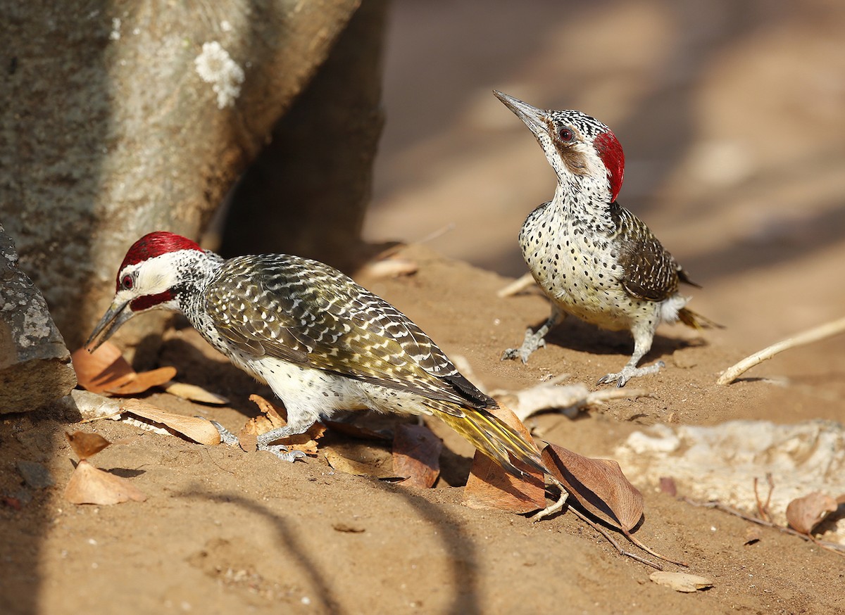Bennett's Woodpecker - ML612220979