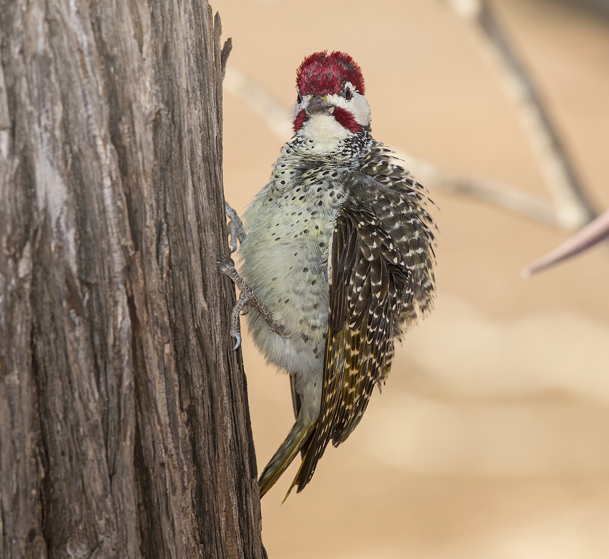 Bennett's Woodpecker - ML612220981