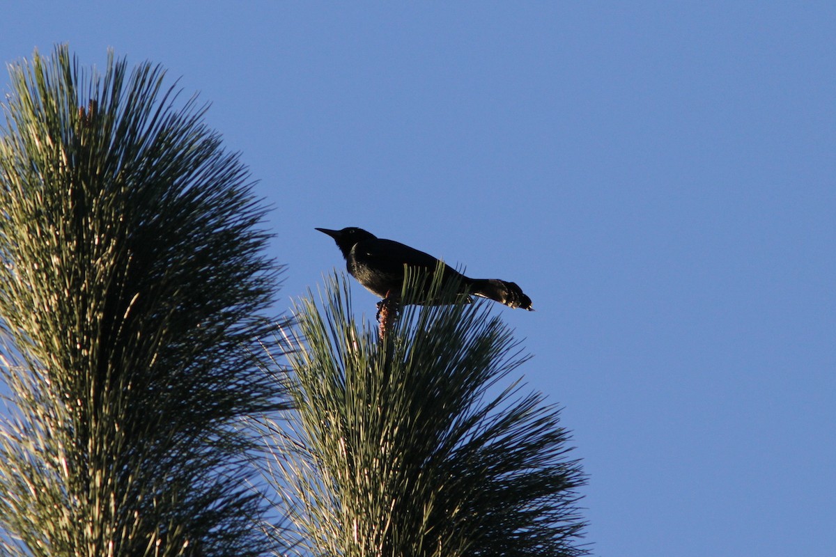 Greater Antillean Grackle - ML612221051