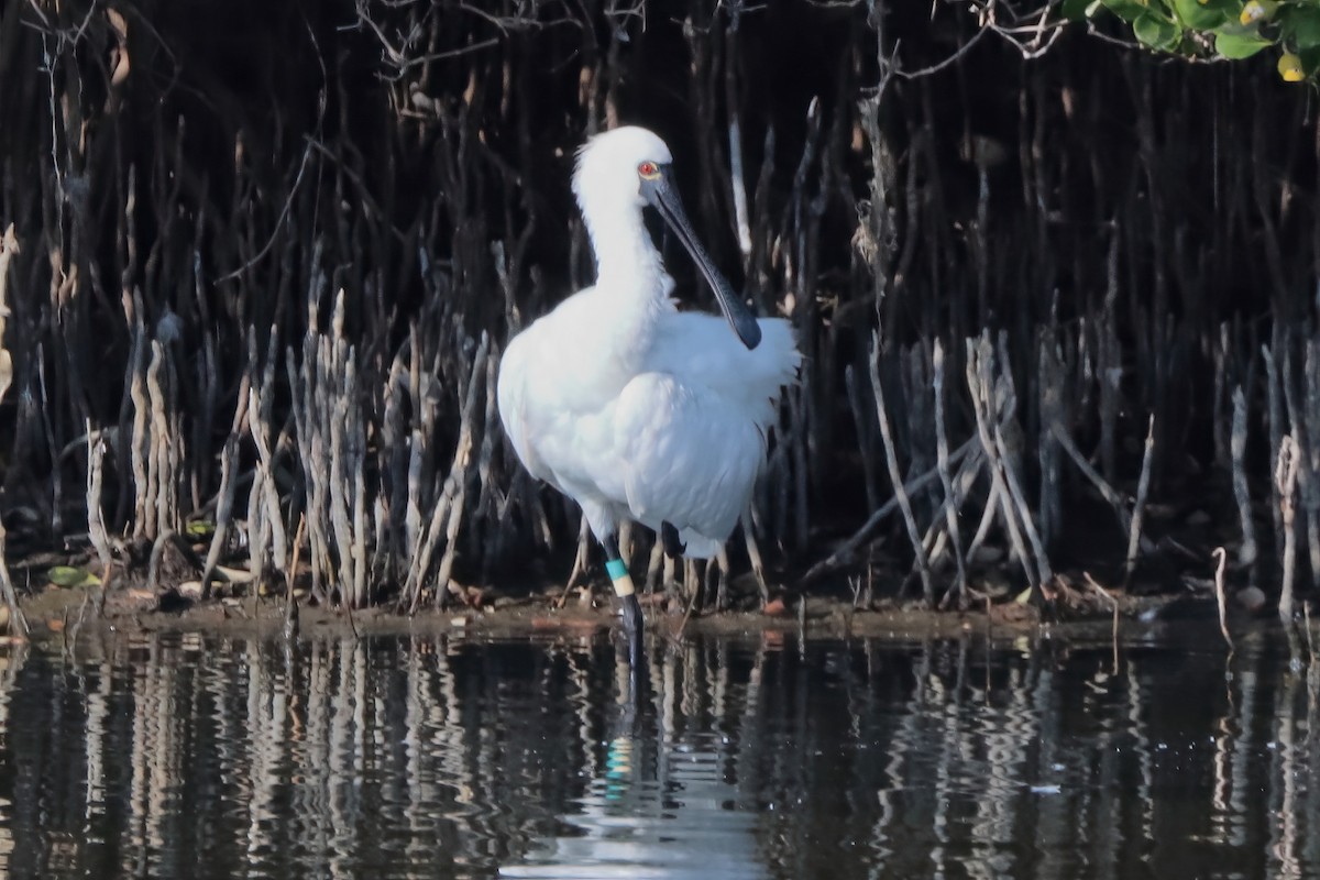 Black-faced Spoonbill - ML612221065