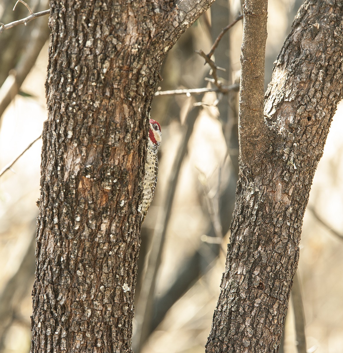 Bennett's Woodpecker - ML612221086