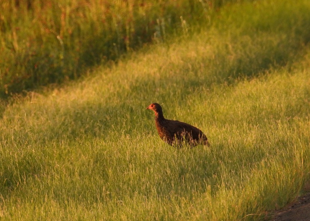 Swainson's Spurfowl - ML612221098