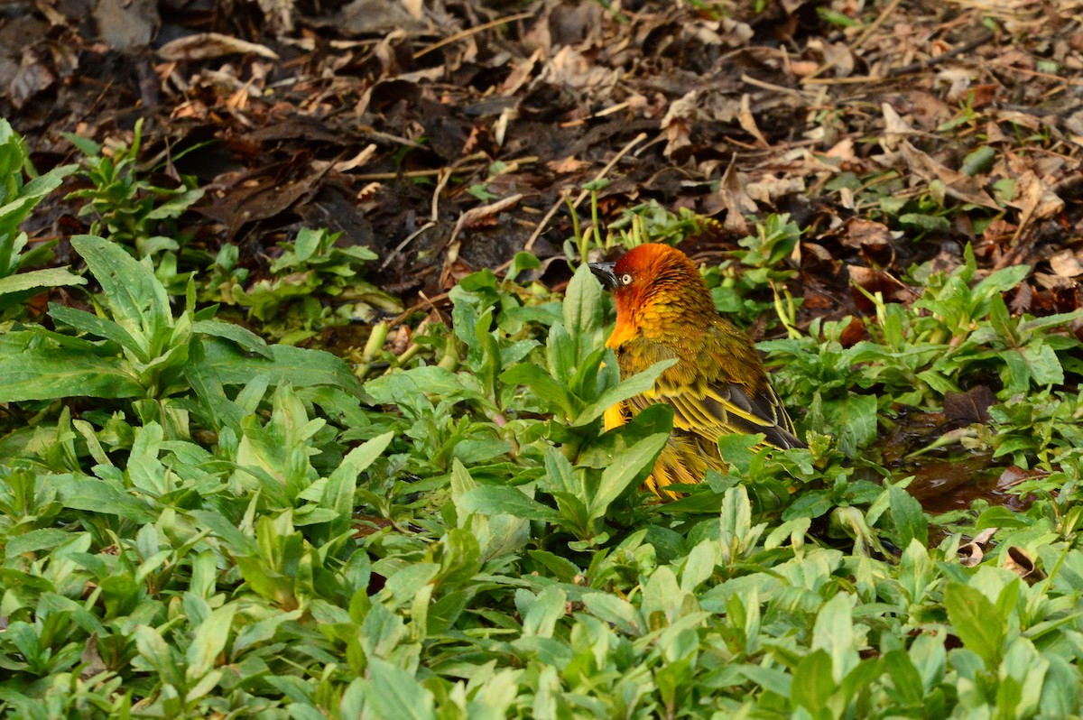 Cape Weaver - ML612221150