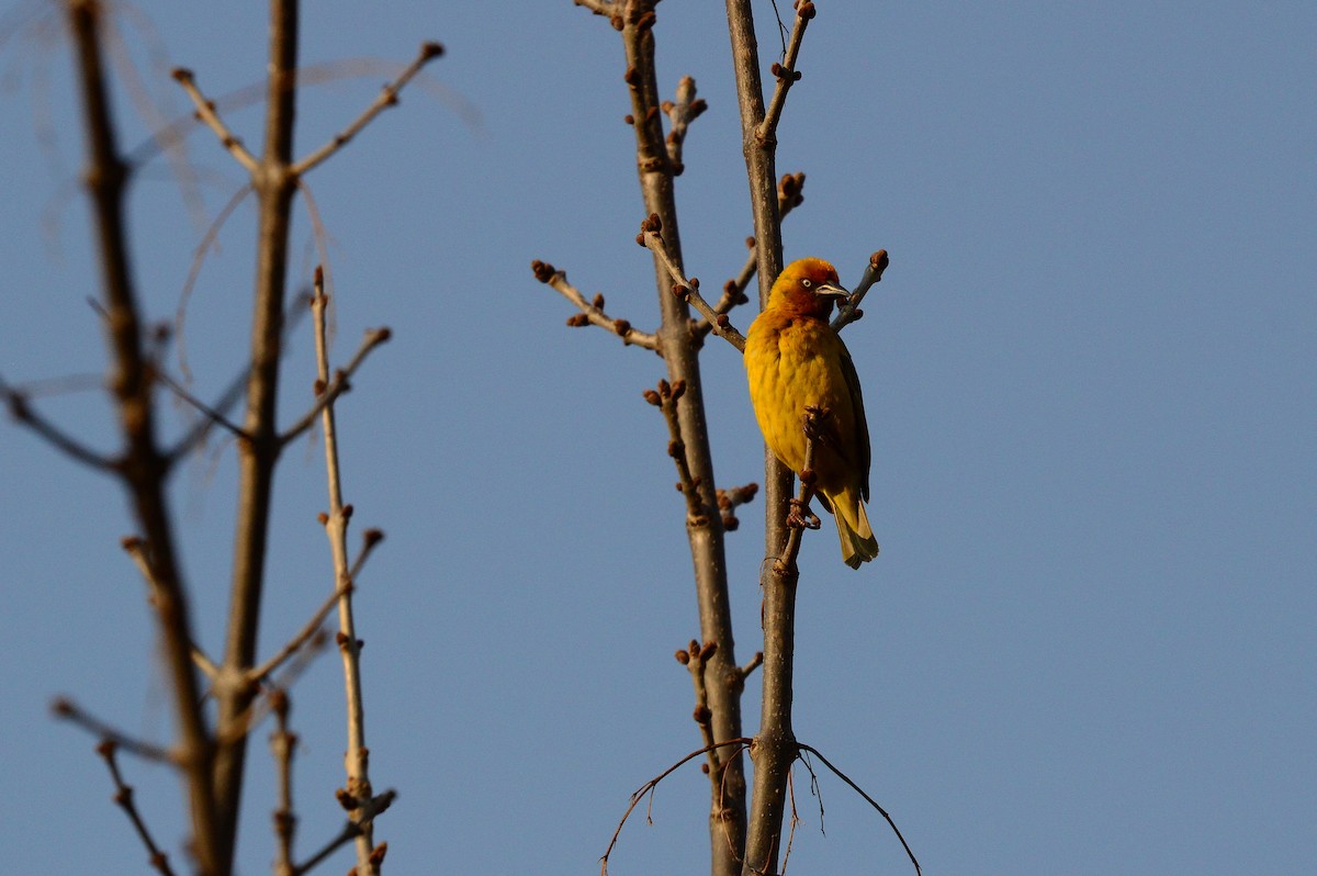 Cape Weaver - ML612221151