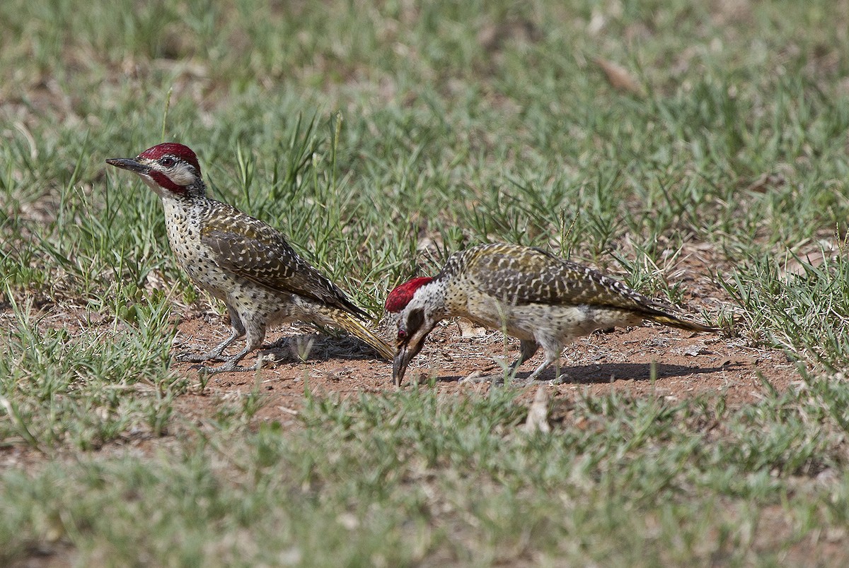 Bennett's Woodpecker - ML612221154