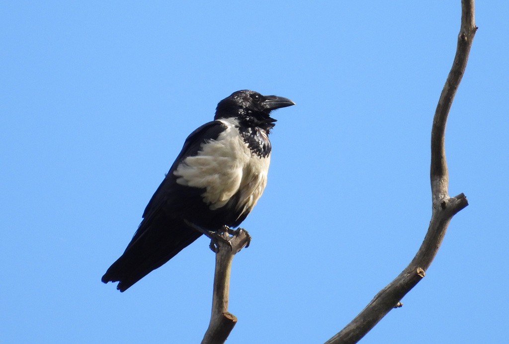 Pied Crow - ML612221176