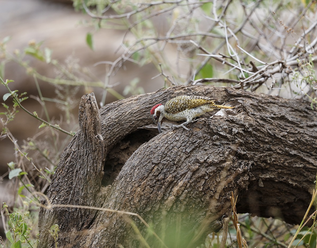 Bennett's Woodpecker - ML612221192