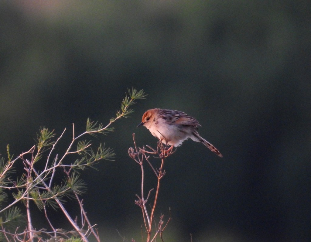 Levaillant's Cisticola - ML612221193