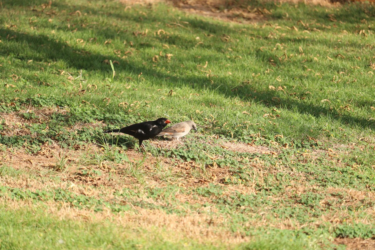 Red-billed Buffalo-Weaver - ML612221207