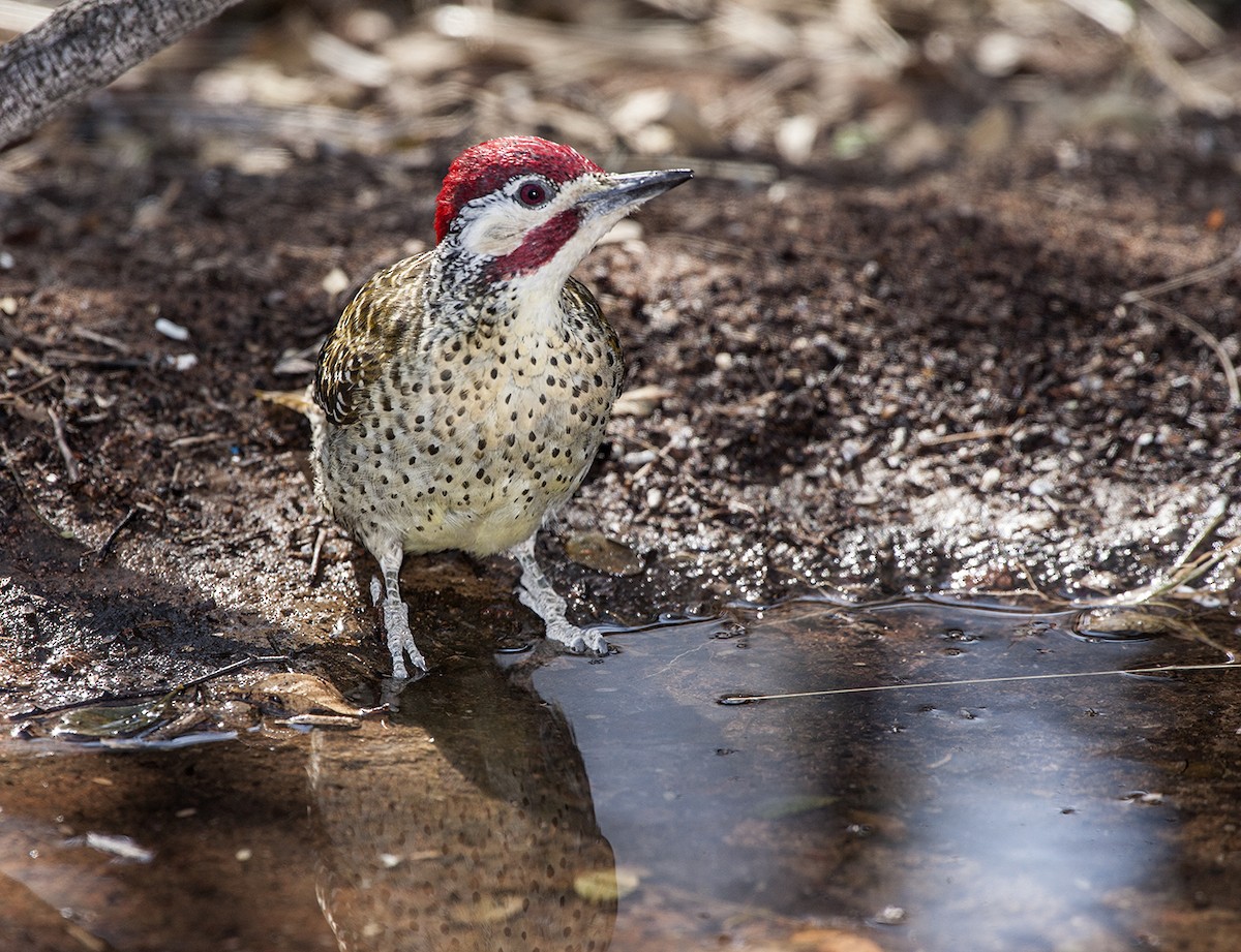 Bennett's Woodpecker - ML612221235