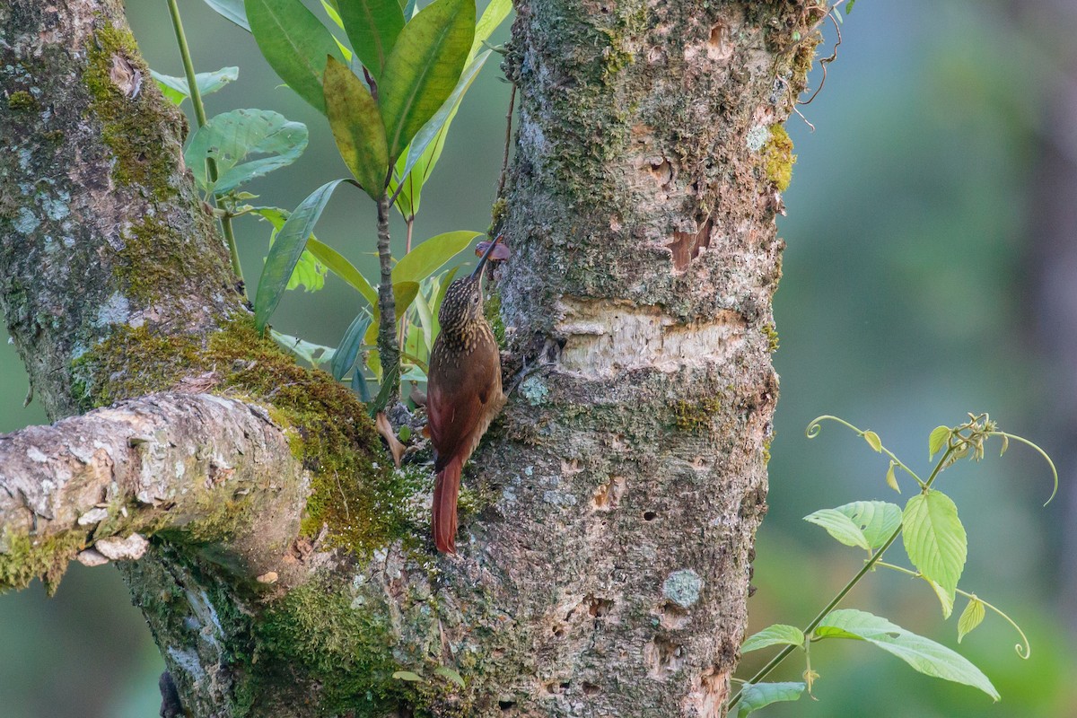 Streak-headed Woodcreeper - ML612221240