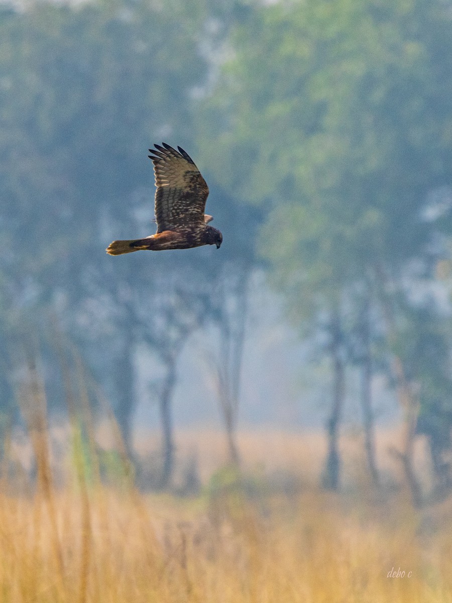 Eastern Marsh Harrier - Debojyoti Chakraborty