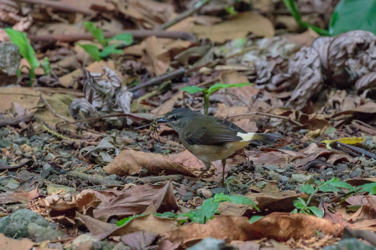 Buff-rumped Warbler - ML612221266