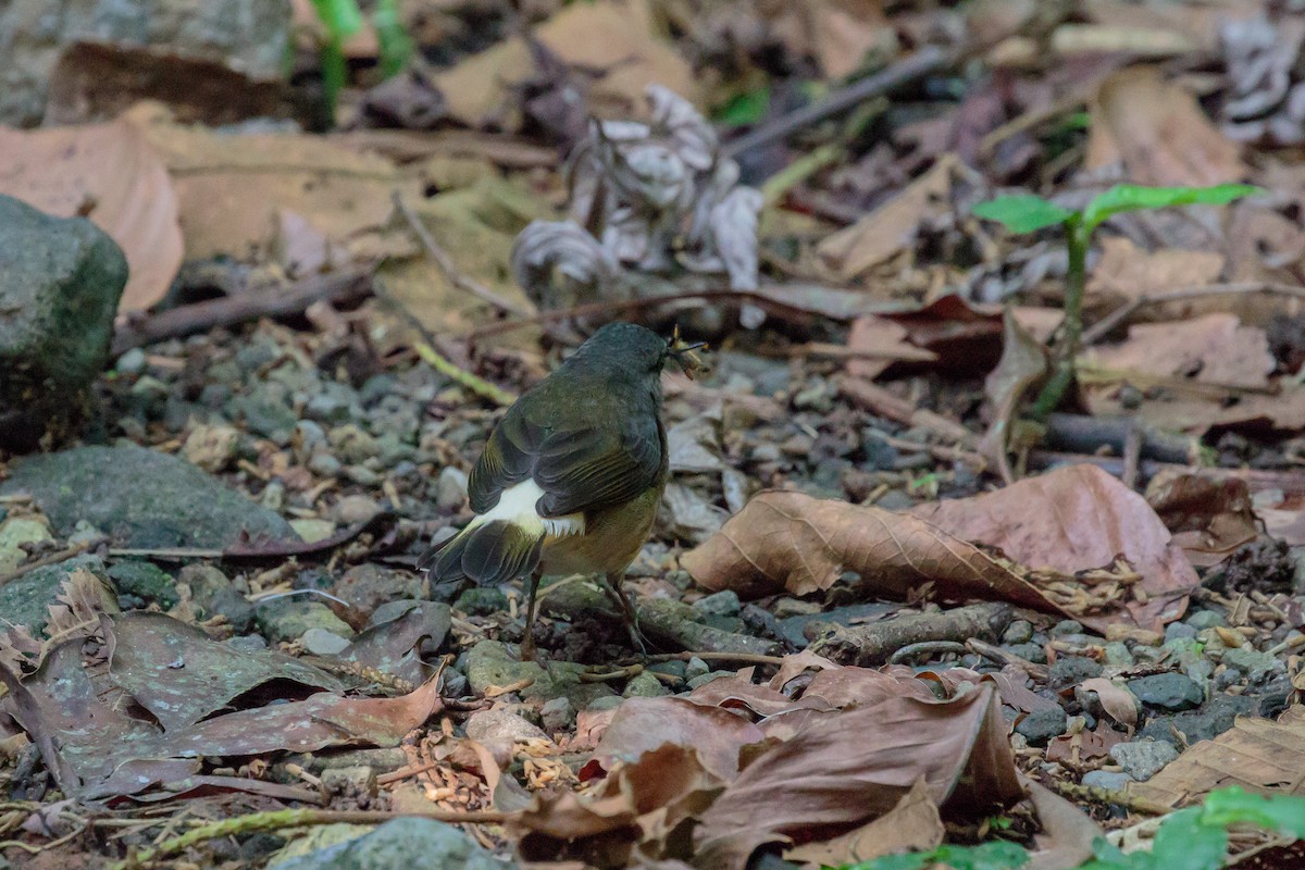 Buff-rumped Warbler - ML612221267