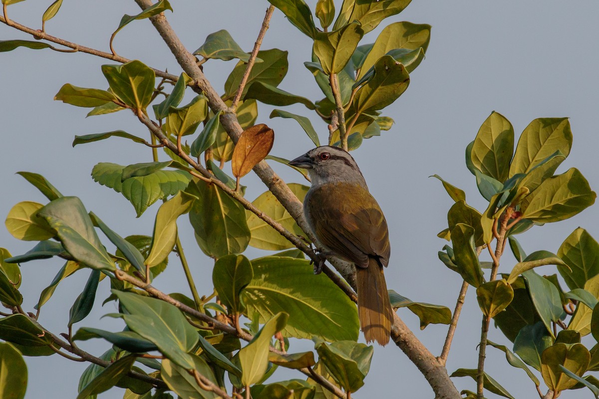 Black-striped Sparrow - ML612221276