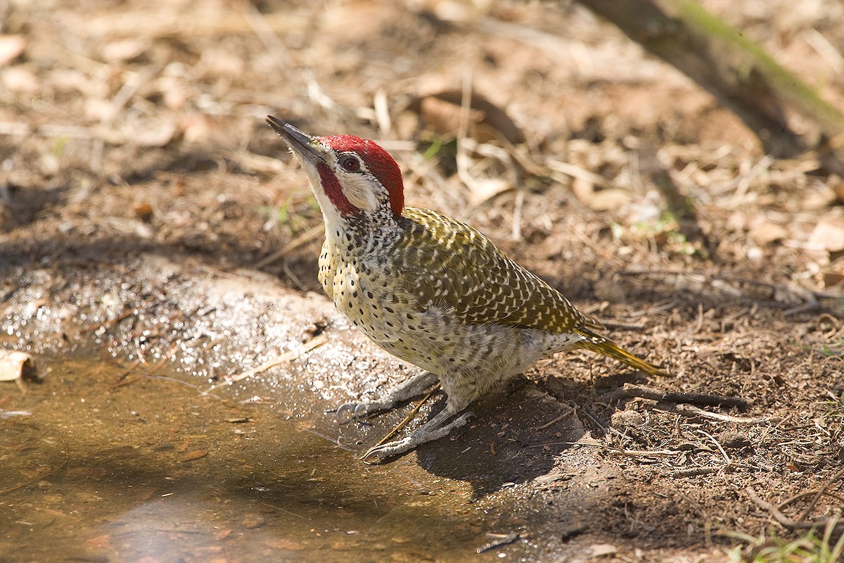 Bennett's Woodpecker - ML612221285