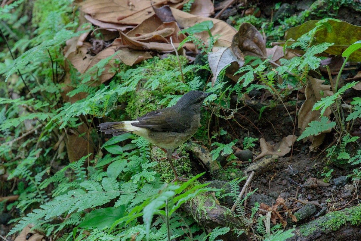 Buff-rumped Warbler - ML612221295