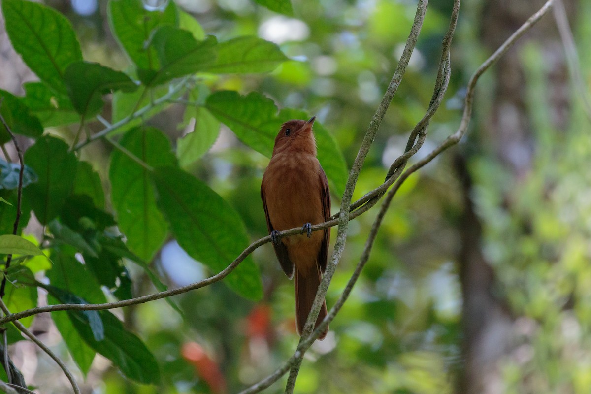 Rufous Mourner - ML612221352