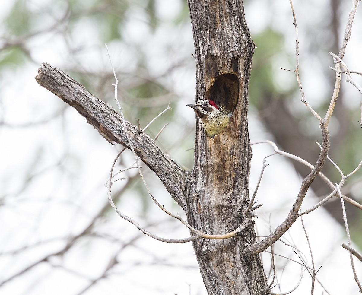Bennett's Woodpecker - ML612221411