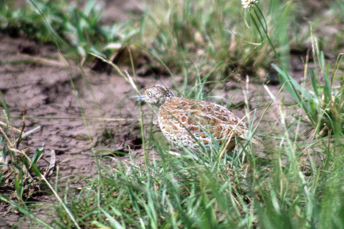 Small Buttonquail - ML612221468