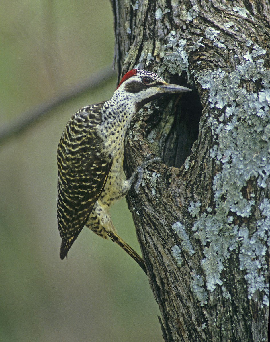 Bennett's Woodpecker - ML612221475