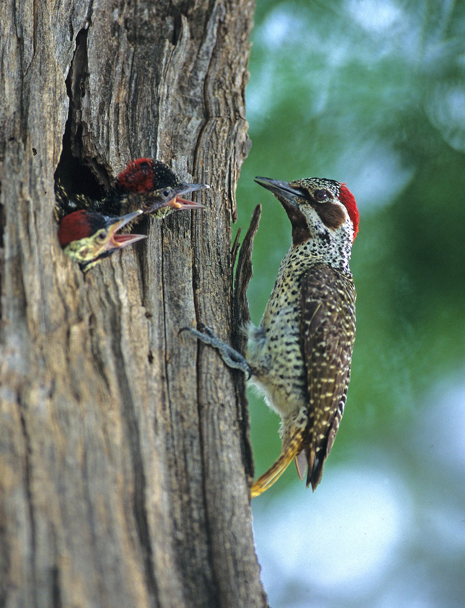Bennett's Woodpecker - ML612221536