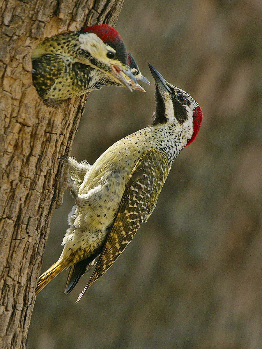 Bennett's Woodpecker - ML612221581