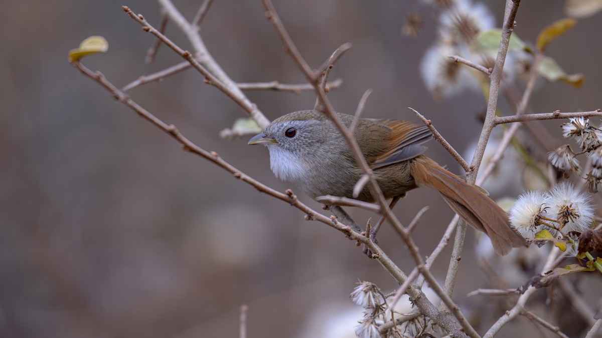 Rufous-tailed Babbler - ML612221589