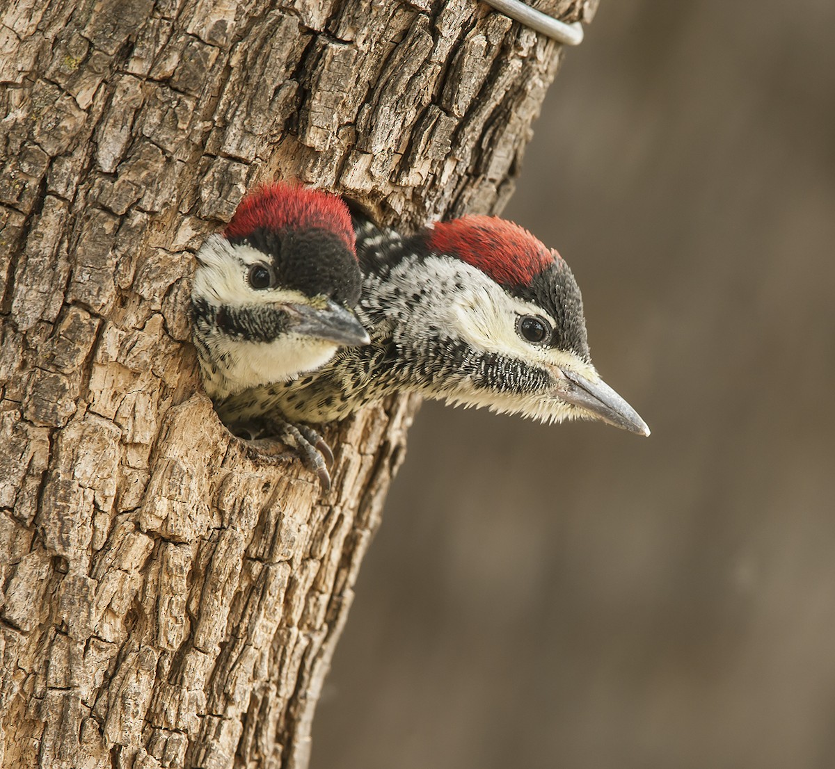 Bennett's Woodpecker - ML612221618