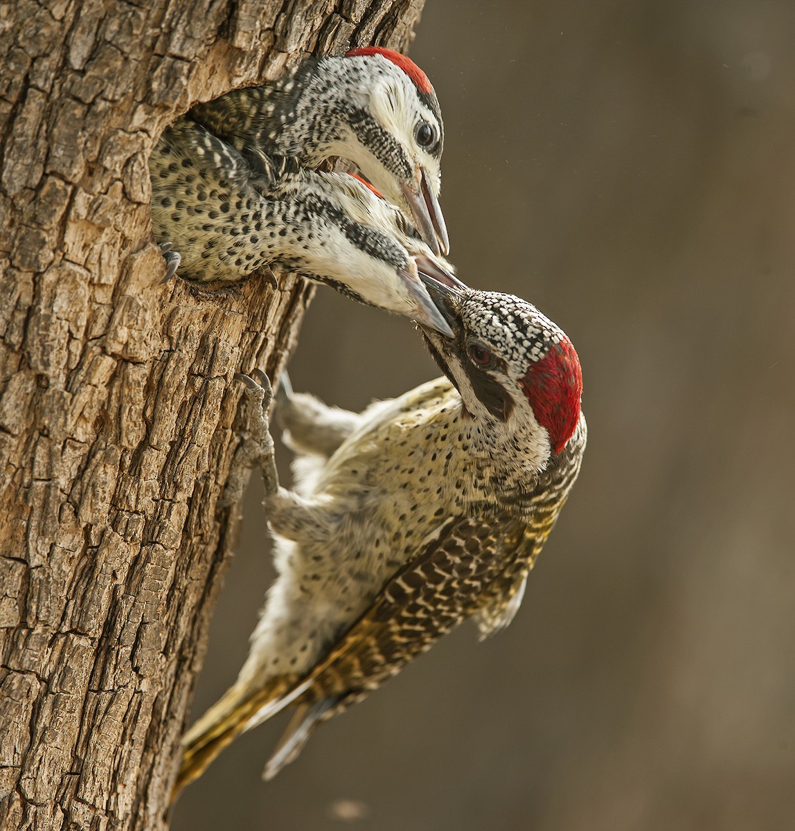 Bennett's Woodpecker - ML612221619