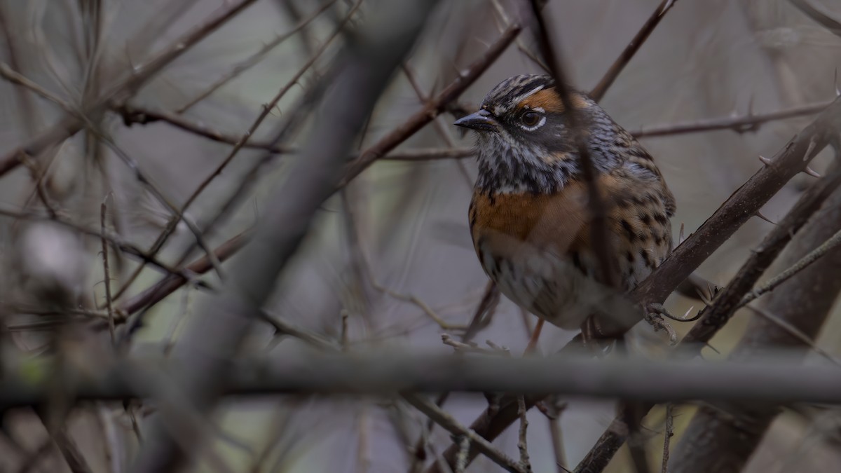 Rufous-breasted Accentor - ML612221638