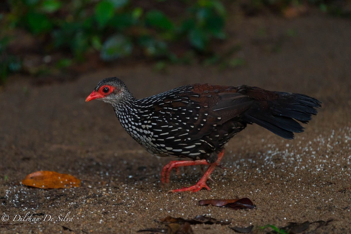 Sri Lanka Spurfowl - ML612221643
