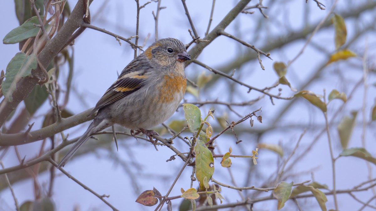 Three-banded Rosefinch - ML612221647